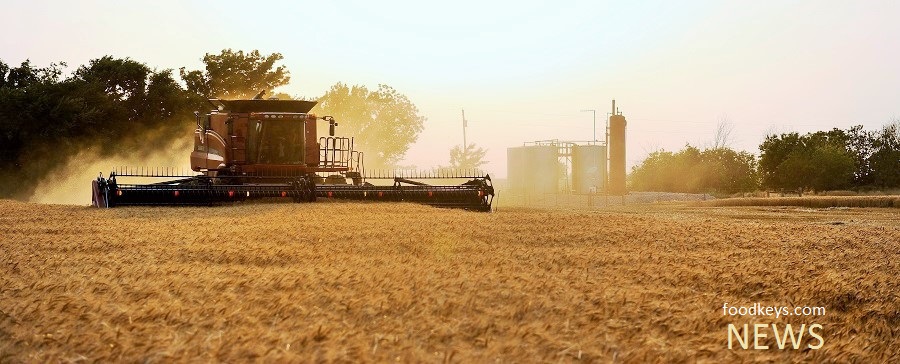 پیش بینی افزایش 150 هزار تنی  تولید  گندم در آذربایجان غربی