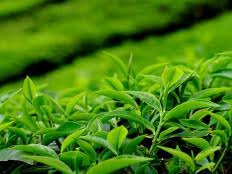 تمام باغات چای در سال جدید بیمه شدند