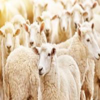 بیماری تب کریمه و کنگو تحت کنترل است