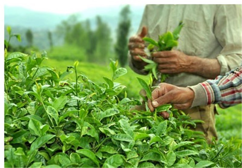 سرما زدگی باغات چای کشور/ تولید برگ سبز چای کاهش یافت
