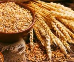 خرید توافقی گندم به نفع گندم کاران/دست دلالان از بازار آرد کوتاه می‌شود