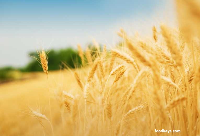 تولید 8 تن گندم در هکتار در هرمزگان با استفاده از آبیاری تیپ و حفظ فاصله کاشت