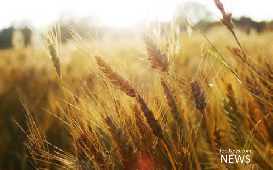 بخش کشاورزی نمره قبولی گرفت