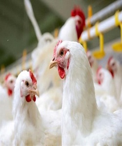 چرا هورمون در مرغ گوشتی استفاده نمی‌شود؟