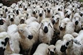 کشورهای همسایه‌ متقاضی دام ایران هستند
