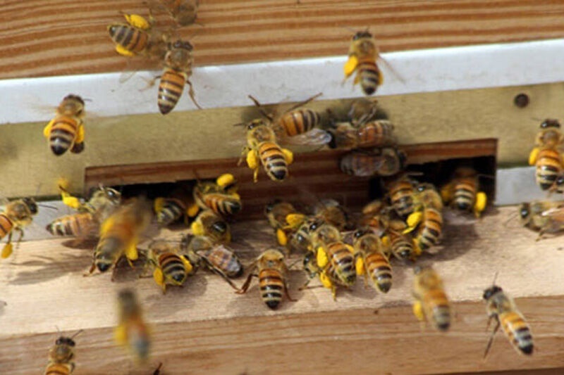 وجود 240 تعاونی زنبورداری  فعال در کشور