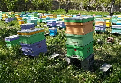 سرشماری زنبورستان‌های کشور از ۶ مهرماه آغاز می شود