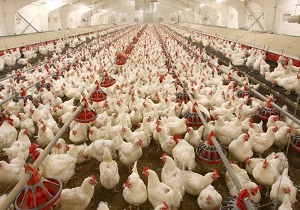 حذف آنتی‌ بیوتیک‌ از چرخه تولید مرغ در کشور