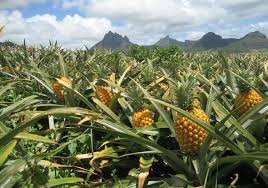 تولید آناناس با آب دریا در کشور