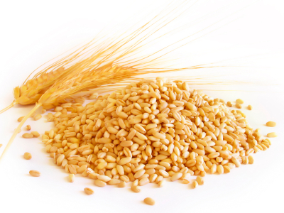 پیش بینی خرید بیش از 10میلیون تن گندم به قیمت تضمینی از کشاورزان