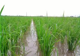 خودکفایی برنج به قیمت خشک شدن منابع آبی می ارزد؟