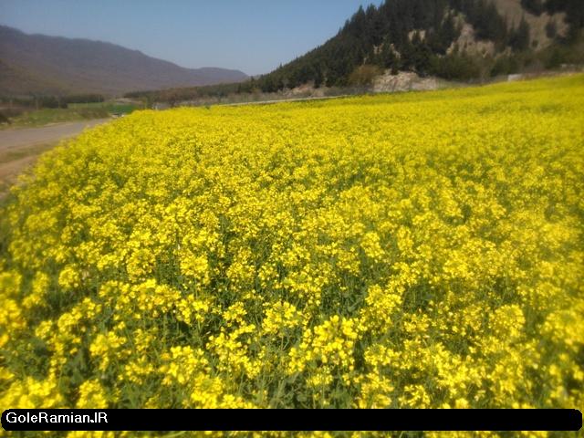 پیش بینی برداشت ۳۶ تا ۴۰ هزار تن دانه روغنی کلزا در استان گلستان