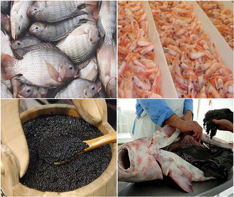 وضعیت ماهیان خاویاری رو به وخامت است