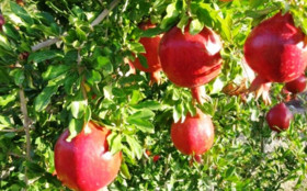 اکسیر کنترل سرمازدگی باغ های میوه در اراک ساخته شد
