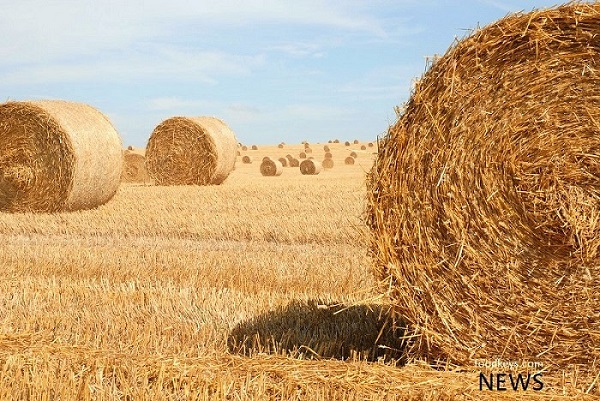 3 میلیون تن گندم امسال صادر می شود