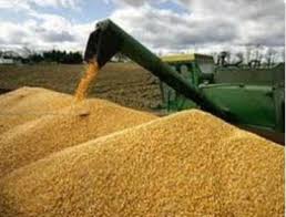 قیمت گندم برای مصارف صنعتی 1850 تومان تعیین شد