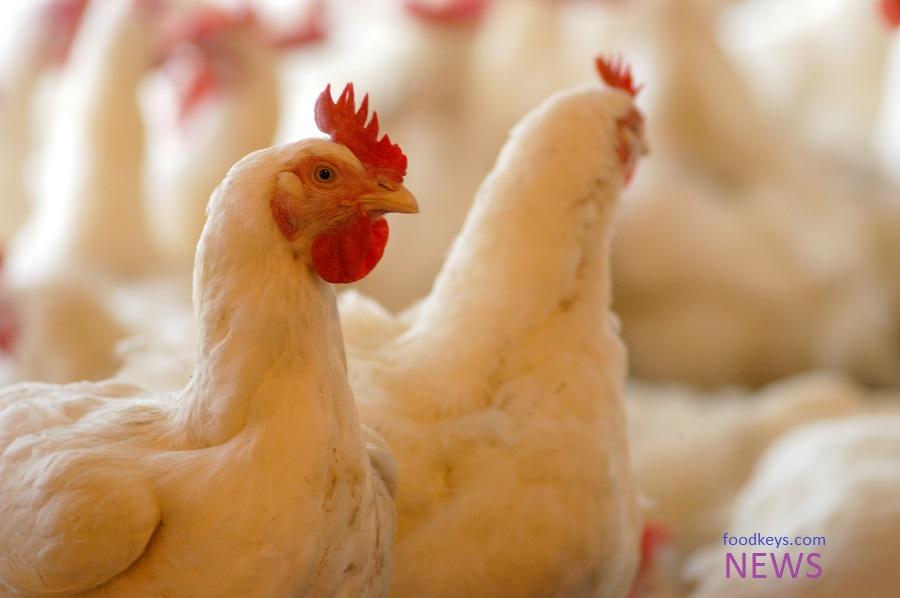 مصرف آنتی‌ بیوتیک در مرغداریهای کشور بیشتر از حد مجاز است