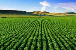 تعرفه ۵۰ درصدی هند روی محصولات کشاورزی ایران/ رایزنی برای قرارداد تعرفه ترجیحی بین ایران و هند