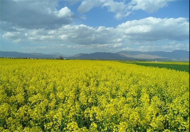سالیانه ۴ میلیارد دلار دانه روغنی به ایران وارد می شود