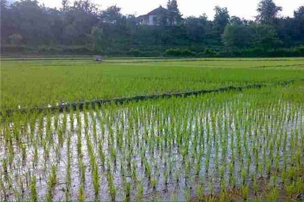 جزئیات ممنوعیت کشت برنج خارج از استان‌های گیلان و مازندران اعلام شد