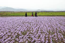 تجارت پرسود بیگانگان با رنج ایران/ دزدی آشکار برند زعفران ایرانی توسط خارجی‌ ها