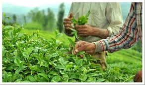 انتقاد از پایین بودن نرخ خرید تضمینی چای/فاصله تا شرایط مطلوب زیاد است