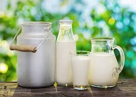 پیش بینی تولید ۱۱ میلیون تن شیرخام تا پایان سال