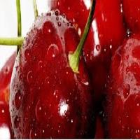 برداشت 3 هزار تن محصول آلبالو از باغ های شهرستان خوی
