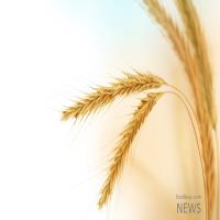 خوشه‌های طلایی خوزستان رکورد زد/ تحقق ۴۲ درصدی افزایش تولید گندم