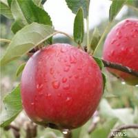 متعادل نبودن عناصر غذایی، مانع صادرات سیب قرمزشد