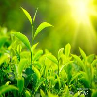 افزایش 24 درصدی تولید برگ سبز چای