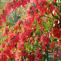 صادرات چمدانی زرشک به آمریکا و امارات