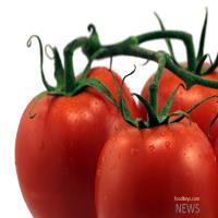 ۱۸هزارتن گوجه از هرمزگان به روسیه صادر شد