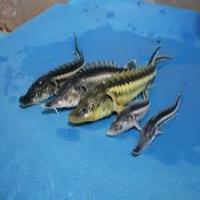 وضعیت بحرانی ماهیان خاویاری خزر با وجود ممنوعیت صید تجاری