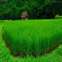 مشارکت فائو درکشت برنج بدون سم در مازندران