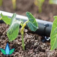کاهش 50 درصدی مصرف آب با استفاده از آبیاری قطره‌ای