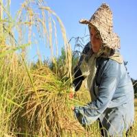 3ماه درباره واردات برنج سکوت کنید/وزارت جهاددرمقابل تولیدکنندگان