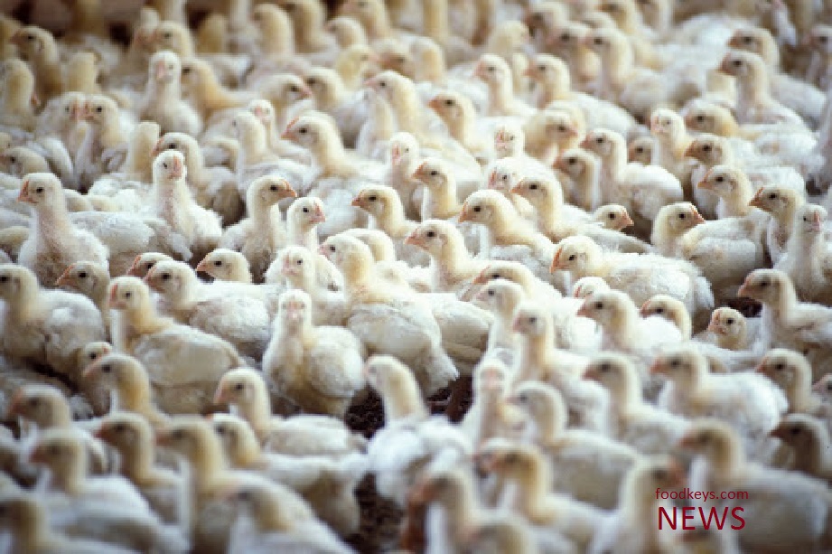 صادرات ۱۳۵ هزار تن مرغ و تخم‌مرغ ایرانی در سال گذشته