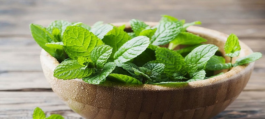 خواص دارویی نعناع دستمایه تحقیق جدید پژوهشگران ایرانی