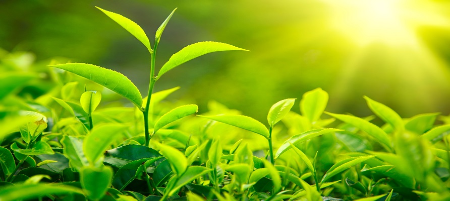 تولید برگ سبز چای ۷ درصد افزایش یافت