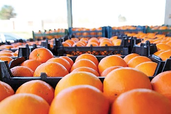 سال آینده برای تامین میوه شب عید با کشاورزان قراداد بسته می شود
