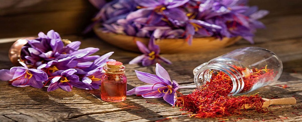 پتانسیل تولید هزار تن زعفران در کشور وجود دارد