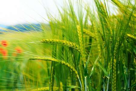 کاهش 35 میلیون تنی تولید گندم جهان/تولید برنج 6 میلیون تن بیشتر شد