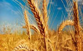 خرید گندم مازاد بر نیاز کشاورزان از ۷.۱ میلیون تن گذشت