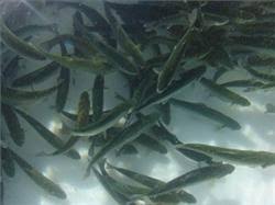 پیش بینی تولید ٣ تن خاویار پرورشی در سالجاری/صید ماهی خاویاری همچنان ممنوع است