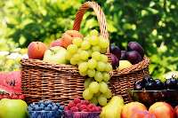 محصولات کشاورزی مازندران سالم، تجاری و صادراتی است
