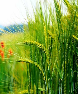 رشد ۱۰۰ درصدی خرید گندم در آذربایجان شرقی
