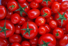 صادرات هزار تن گوجه فرنگی از میرجاوه به روسیه و کشورهای حاشیه خلیج فارس