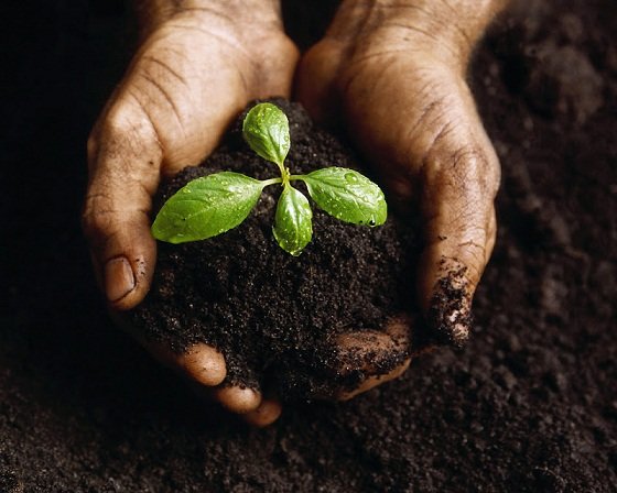 بزرگداشت روز جهانی خاک در وزارت جهاد کشاورزی برگزار می‌شود