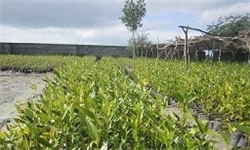 سبزی جنوب تهران با آب آلوده آبیاری نمی‌شود/ احداث کارخانجات بدون سیستم تصفیه در مسیر انتقال آب تهران